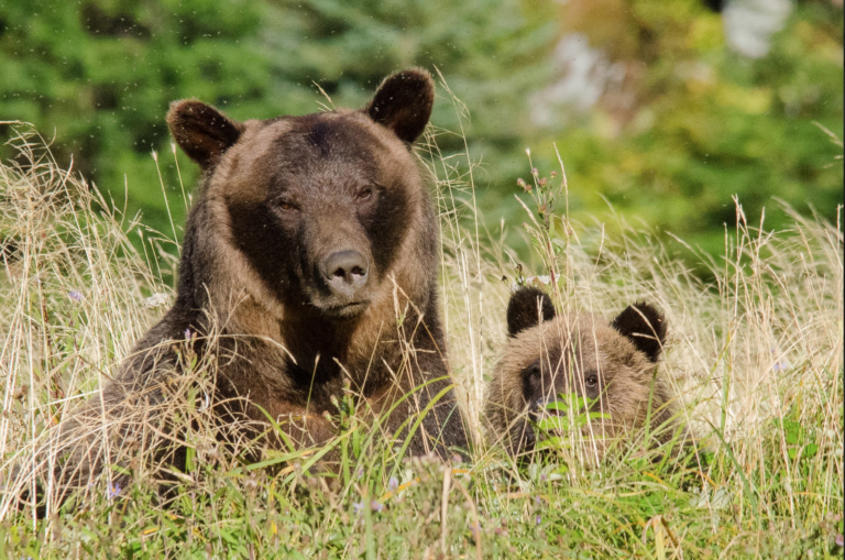 A bear and cub in the grass