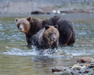 A bear and cub in the water
