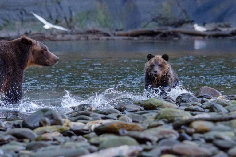 A bear and cub in the water