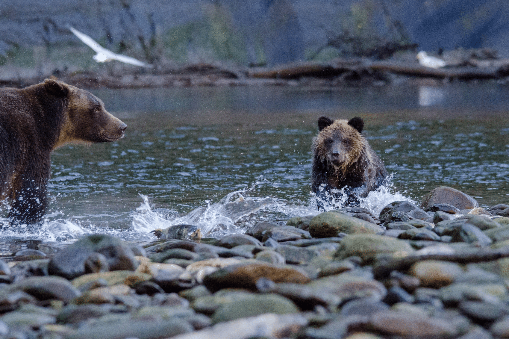 A bear and cub in the water