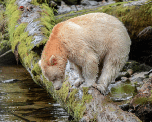 A white grizzly bear leaning over a log