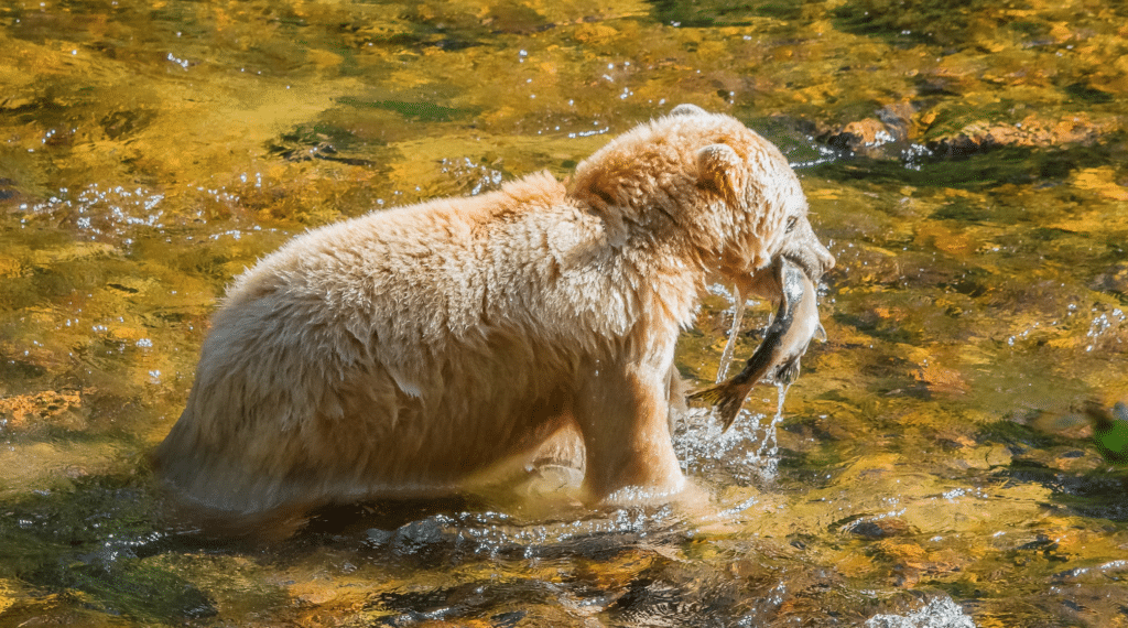 A white grizzly bear with a fish. Biodiversity Rights Mother Earth Rights of Nature Canada