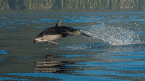 A dolphin jumping
