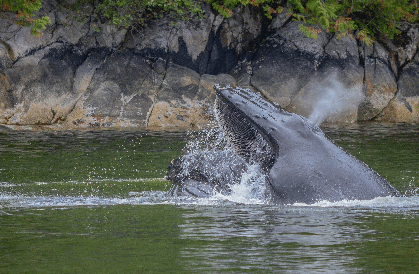 Blue Whale Project - Sierra Club Canada | Sierra Club Canada