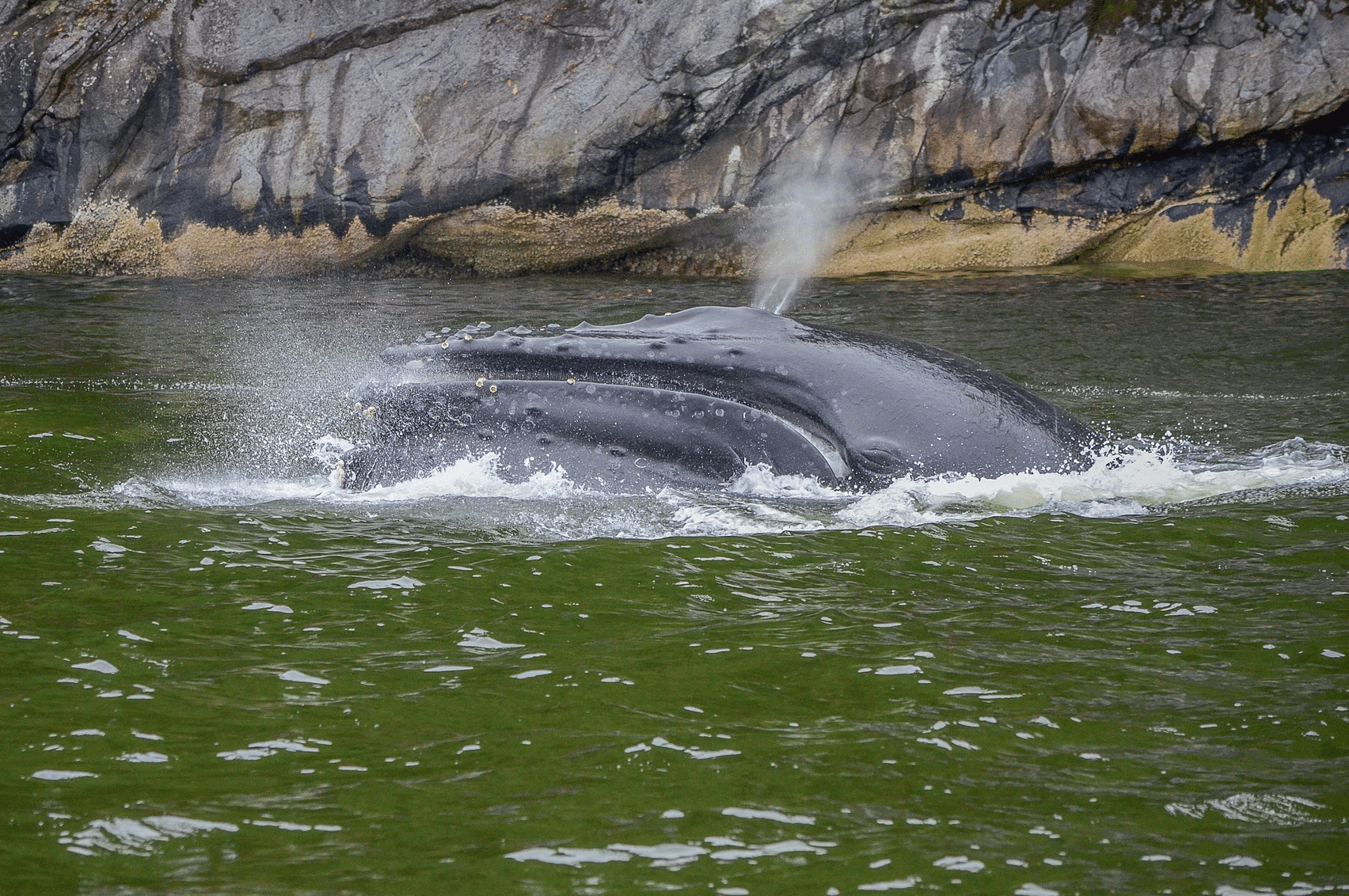 A whale's head emerging from green water