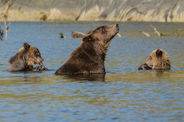 A grizzly bear family swimming in water