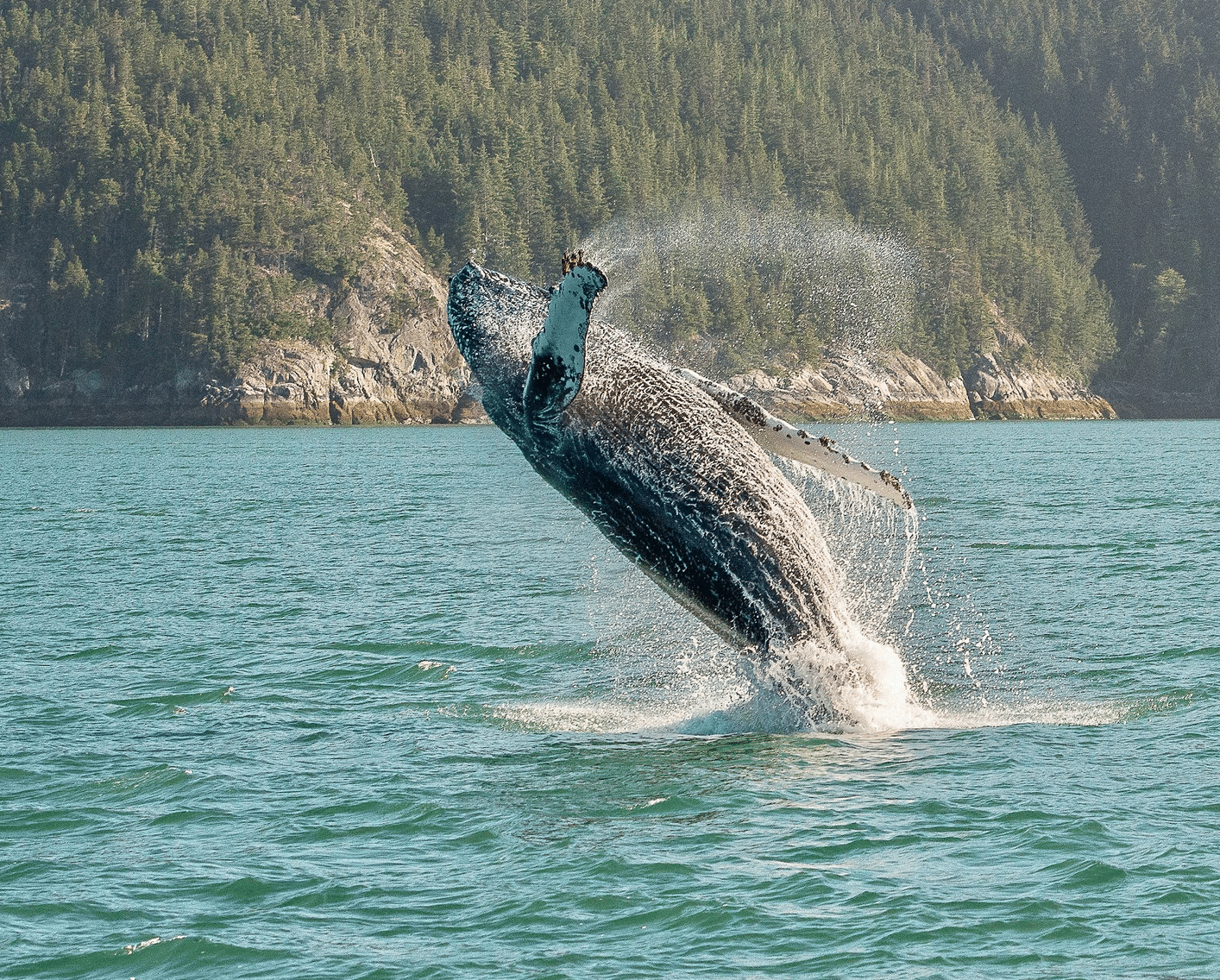 A whale jumping out of the water