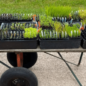 Seedlings for planting in one of Sierra Club Canada's community gardens in Winnipeg