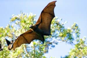 A fruit bat flies through the air above the trees