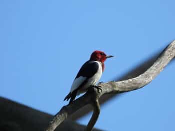 Photo by Marcie Jacklin of red-headed woodpecker which can be found in Waverly Wood