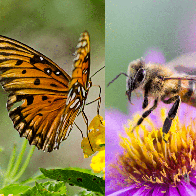 Sierra Club Canada takes action & Ontario passes regulations on imidacloprid Canada. Neonic pesticides clothianidin/thiametoxam kill bees and butterflies, pictured.