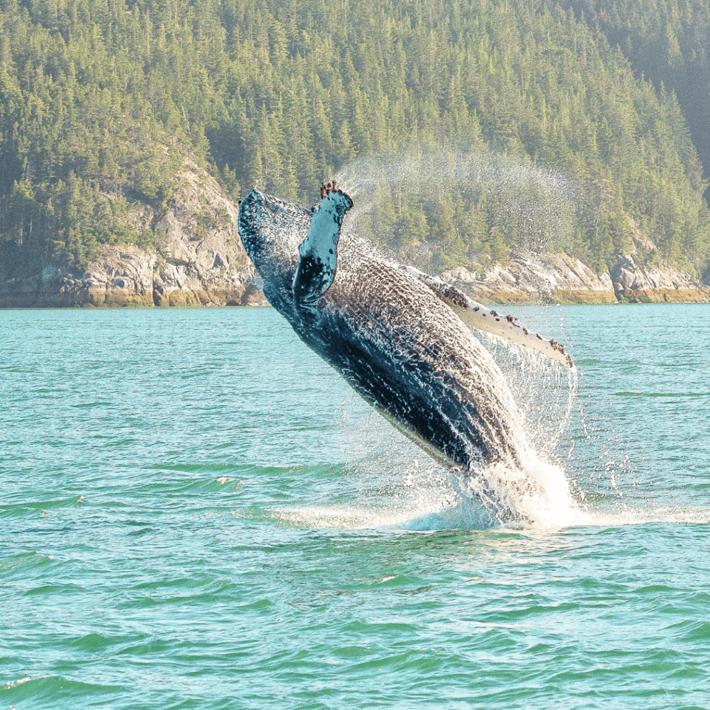 A whale jumping out of the water with a mountain in the background. Nature & endangered species.
