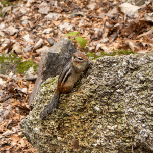 A Chipmunk in Gatineau Park