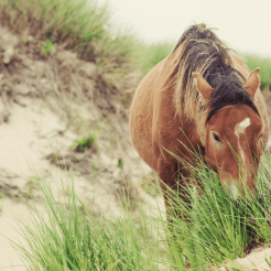 A Sable Island Horse near proposed offshore Nova Scotia oil exploration