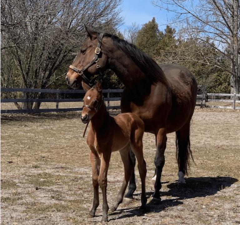 Picture showing two horses Dream and Sparky