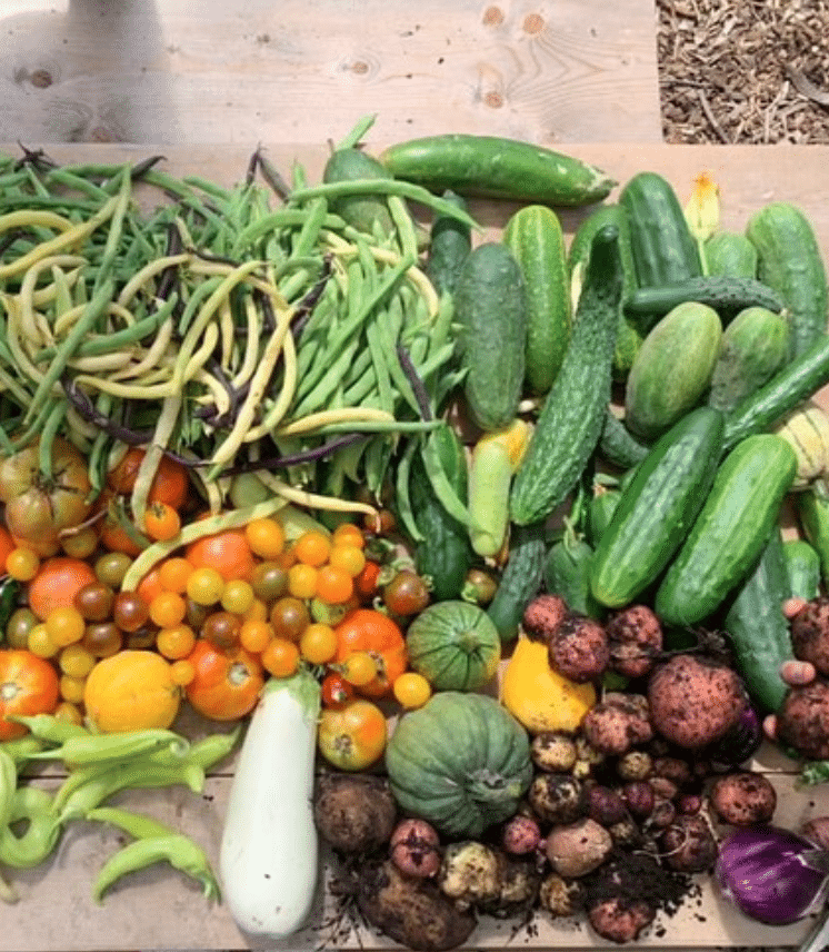 Urban Agriculture Collective Gardens: Picture of a harvest from the Milton Parc garden in Montréal, Québec, from their Instagram.