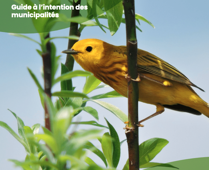 Yellow bird in a tree staring at the viewer from the page how to protect birds