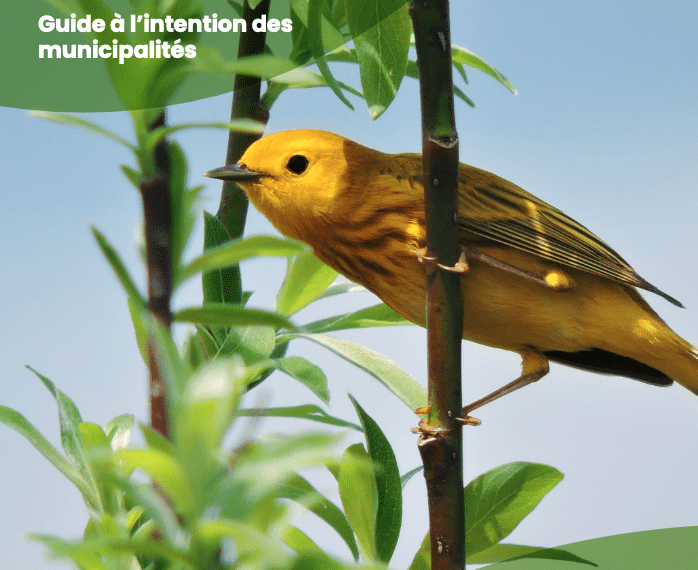 Yellow bird in a tree staring at the viewer from the page how to protect birds / Comment protéger les oiseaux podcast page