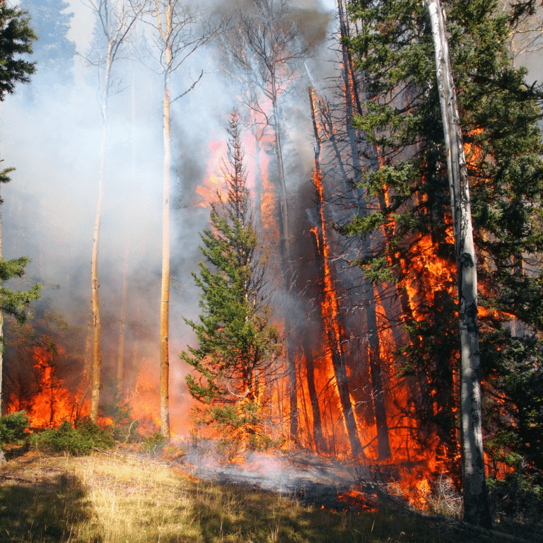 Emissions Cap Impact Production image of wildfires