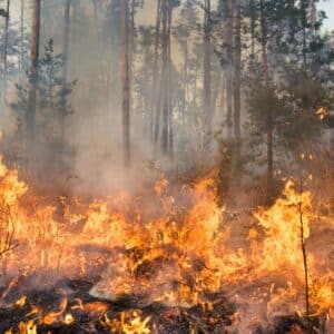 Emissions Cap Economy Jobs Facts page picture of a wildfire in a forest