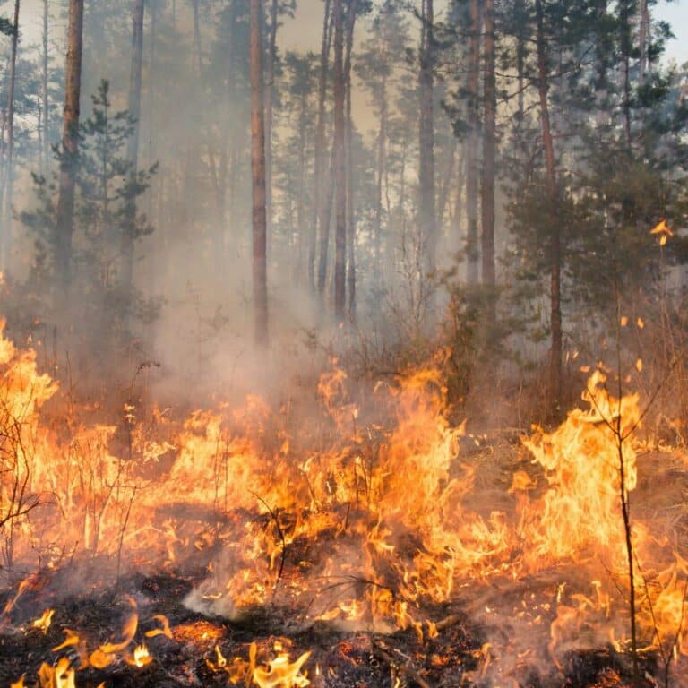 Emissions Cap Economy Jobs Facts page picture of a wildfire in a forest