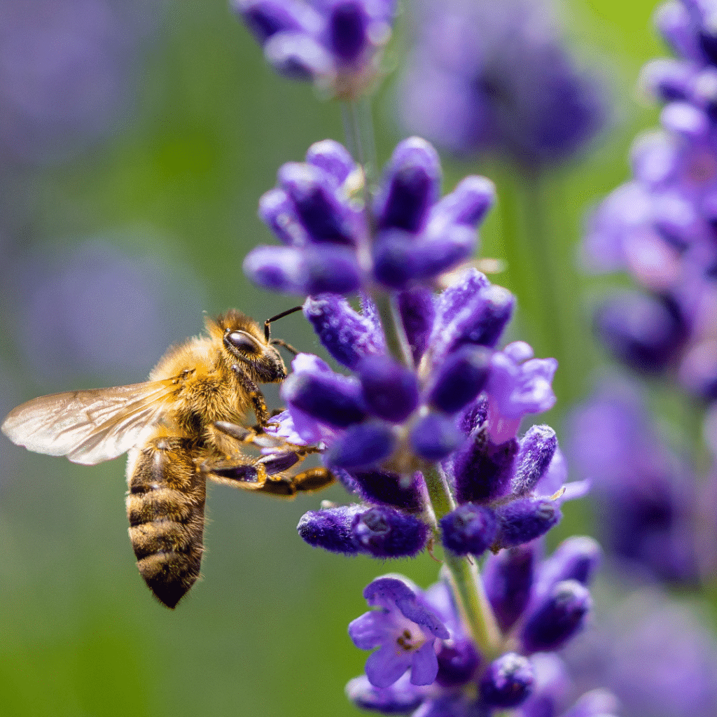 Let's Plant Dutchman's Gold picture of bee next to flower