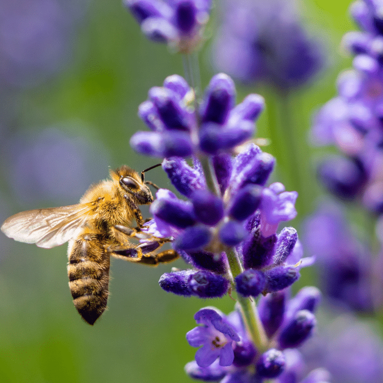 Let's Plant Dutchman's Gold picture of bee next to flower