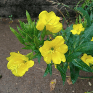 Common Evening Primrose (Onagre Bisannuelle) Oenothera biennis