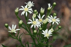 Upland White Goldenrod Upland White Aster (Verge d’or Faux-ptarmica) Oligoneuron album/Aster Solidago ptarmicoides