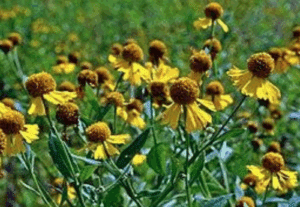 Credit Aaron Carlson Wikimedia, Sneezeweed (Bois de la toux) Helenium autumnale