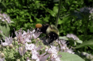 Hoary Mountain Mint (Menthe des montagnes grises), Pycnanthemum incanum