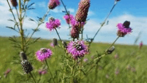 Purple Prairie Clover (Dalée violette) Dalea purpurea