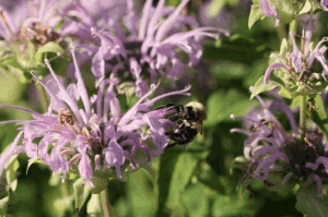 Wild Bergamot (Monarde Fistuleuse) Monarda fistulosa