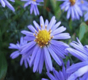 Smooth Blue Aster (Aster à feuilles lisses) Symphyotrichum laeve