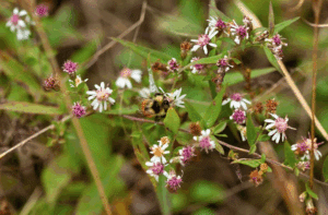 Calico Aster (Aster latériflore) Symphyotrichum lateriflorum