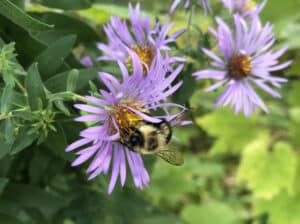 Fall-Bumble bee with flower copy Photo by / par Heather McKinnon