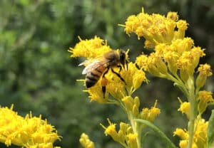 Honeybee with flower Photo by / par Heather McKinnon