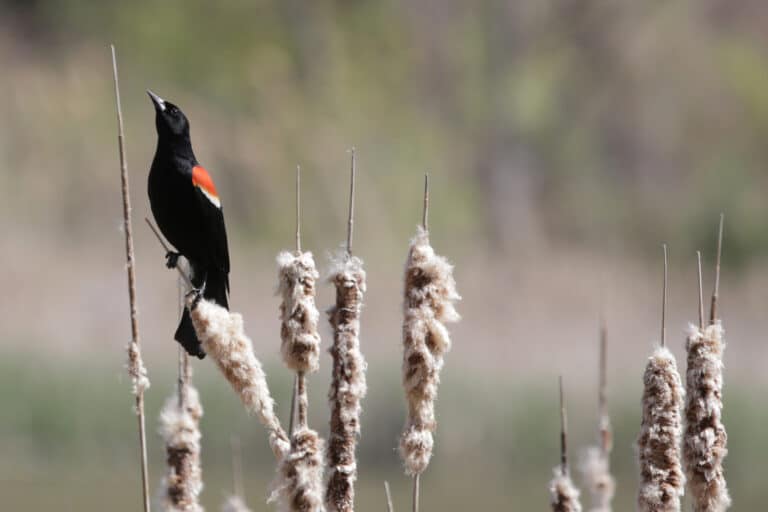 Pages Bill 5 Deregulation Nature, Blackbird Pond Photo by / par Heather McKinnon