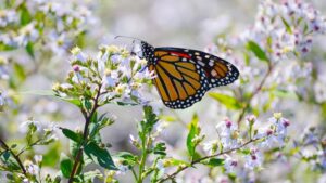 Image of Calico Aster from the Let's Plant Ontario and Quebec Wildflowers page