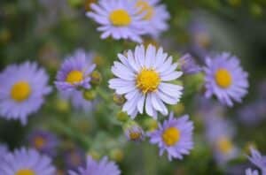 Image of Smooth Blue Aster from the Let's Plant Ontario and Quebec Wildflowers page