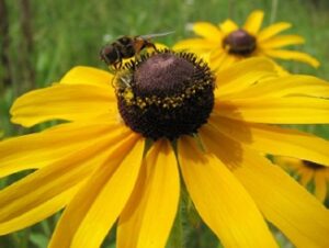 Image of Black-eyed Susan from the Let's Plant Ontario and Quebec Wildflowers page