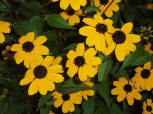 Image of Brown-eyed Susan from the Let's Plant Ontario and Quebec Wildflowers page