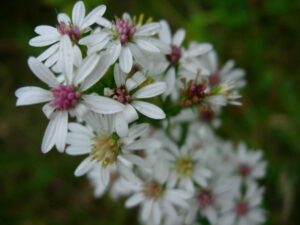 Image of Calico Aster from the Let's Plant Maritime Wildflowers page