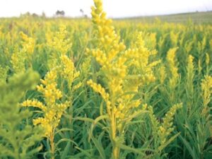 Image of Early Goldenrod from the Let's Plant Ontario, Quebec, and Maritime Wildflowers page