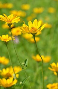 Image of Early Sunflower from the Let's Plant Ontario and Quebec Wildflowers page