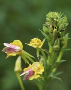 Image of Common Evening Primrose from the Let's Plant Ontario, Quebec, BC, Prairie, and Maritime Wildflowers page