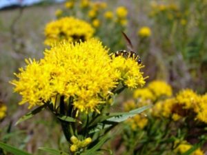 Image of Grass-leaved Goldenrod from the Let's Plant Ontario and Quebec Wildflowers page