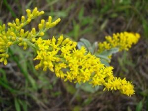 Image of Grey Stemmed Goldenrod from the Let's Plant BC Wildflowers page