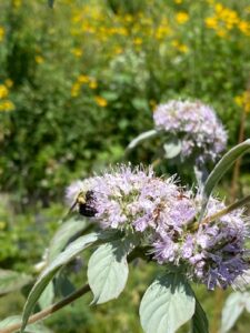 Image of Hoary Mountain Mint from the Let's Plant Ontario and Quebec Wildflowers page