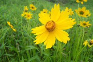 Image of Lance-leaf Coreopsis from the Let's Plant Ontario, Quebec, and BC Wildflowers page
